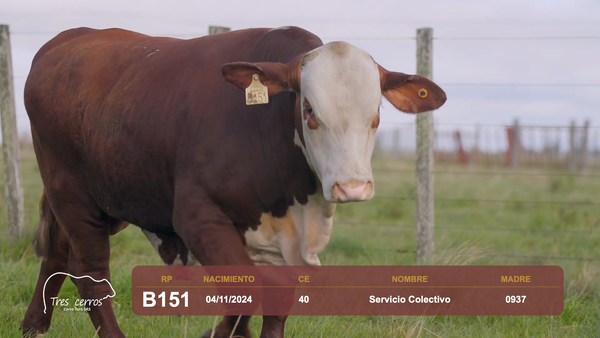Lote RP B151