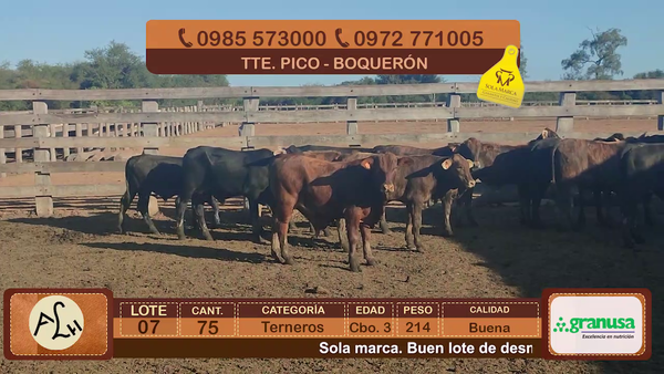 Lote Terneros Cbo 3