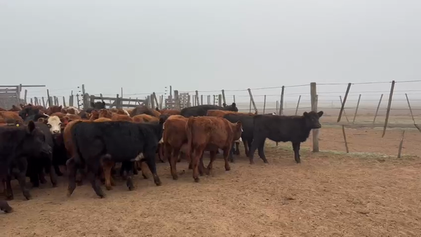 Lote 110 Terneras