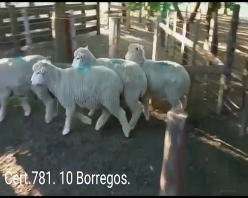 Lote BORREGOS