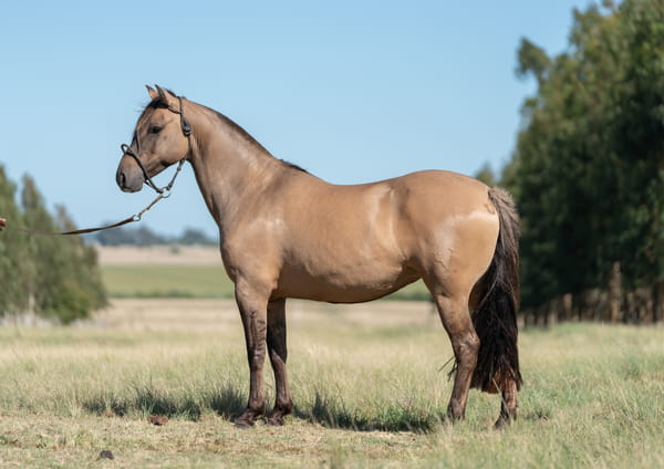 Lote Averías Favorita II