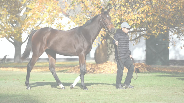 Lote TREMENDA SOS (GIDU - TREGURA)