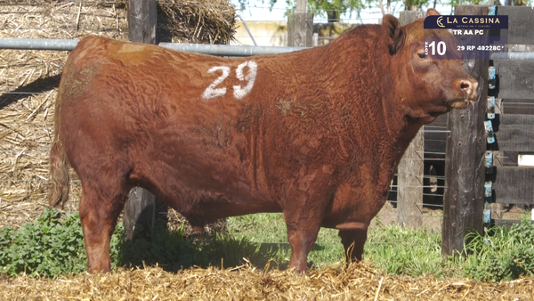 29 40228C* — TOROS ANGUS PURO CONTROLADO