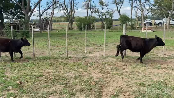 Lote 25 Terneros/as en Brandsen, Buenos Aires