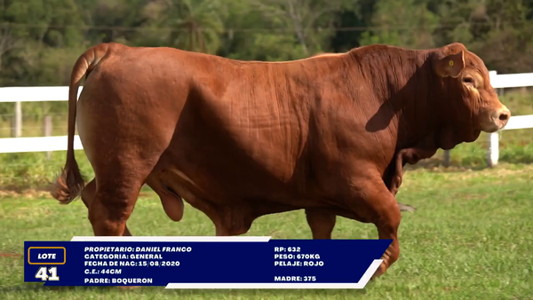Lote LOTE 41