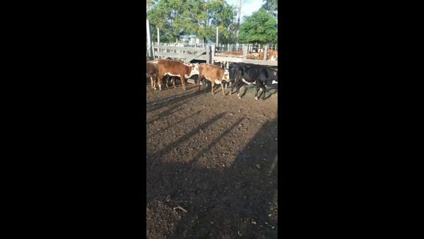 Lote 8 Terneras Cruza Carnicera 180kg -  en Parada fariña