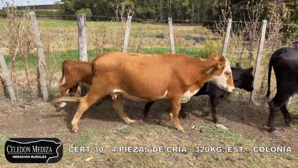 Lote 4 Piezas de cría en Los Cerros de San Juan, Colonia