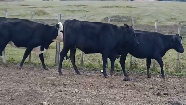 Lote (Vendido)5 Vacas de Invernada Cruzas AA 390kg -  en Sierras de Mahoma