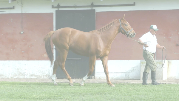 Lote RUGBIER BOY (SUGGESTIVE BOY -  SALLY MASH)