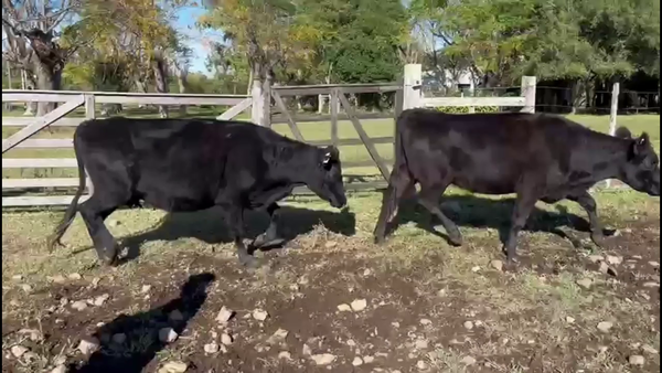 Lote VACAS PREÑADAS