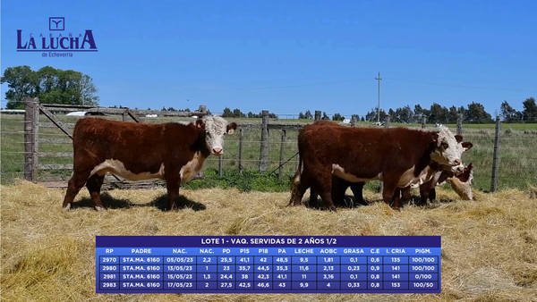 Lote VAQ. SERVIDAS DE 2 AÑOS 1/2