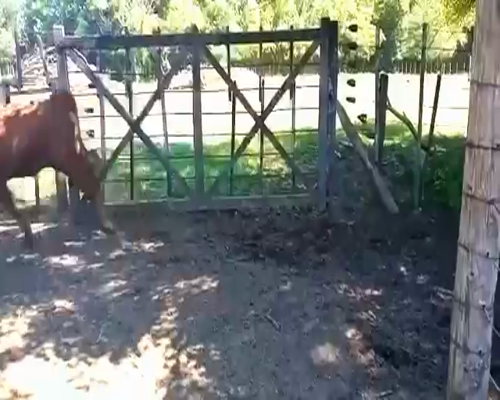 Lote 28 Terneros/as en Rufino, Córdoba