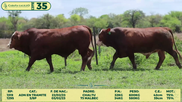 Lote LOTE 35