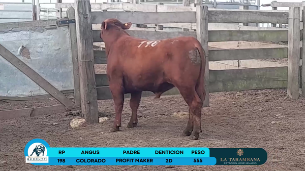 Lote Toros Angus 555kg - , Rocha