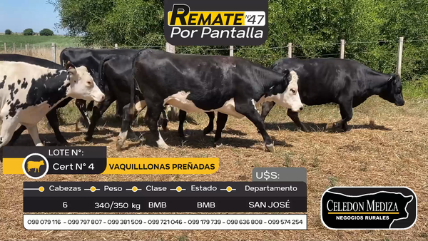 Lote 6 Vaquillonas preñadas en Otra Localidad, San José