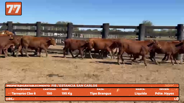 Lote LOTE 77