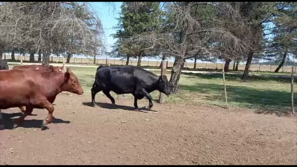 Lote 43 Novillitos/Vaquillonas