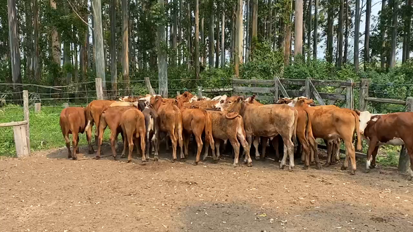 Lote 30 Terneros/as en Esquina, Corrientes