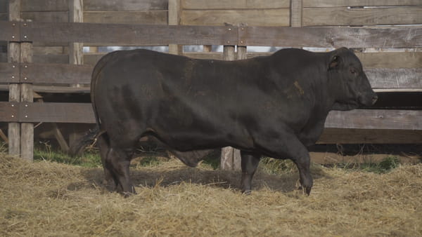 Lote TORO BRANGUS