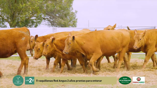 Lote 11 Vaquillonas , Flores