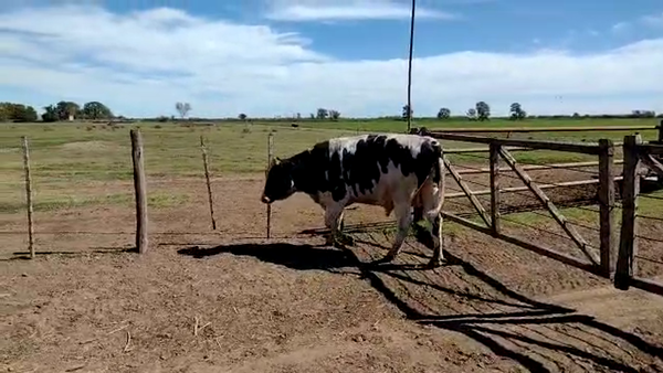 Lote 1 Toros en Col. Aldao, Santa Fe