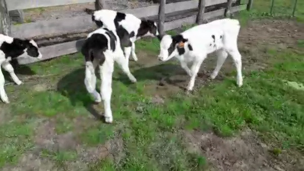 Lote 4 Terneros HOLANDO, San José