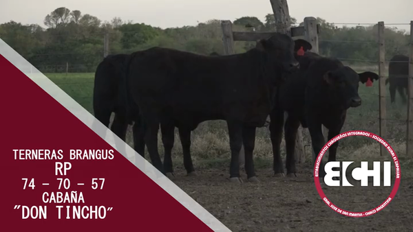 Lote TERNERAS BRANGUS CABAÑA DON TINCHO