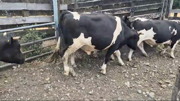 Lote 25 Novillo Gordo en Futrono, XIV Región Los Ríos