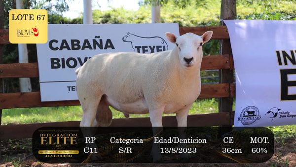 Lote LOTE 67