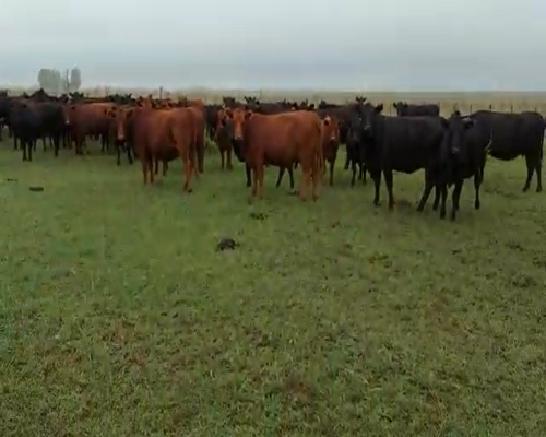 Lote 110 Terneras en Tapalqué, Buenos Aires