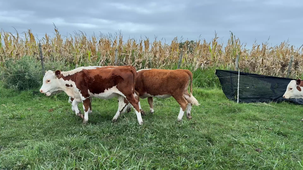 Lote TERNEROS Y TERNERAS