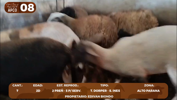 Lote LOTE 8 -POR PANTALLA