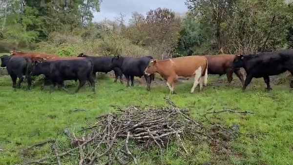Lote 20 Novillo Engorda en Fresia, X Región Los Lagos