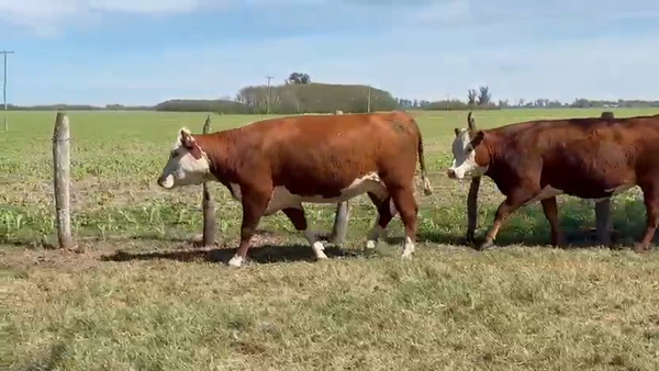 Lote 23 Vientres preñados en Entre Ríos, Gualeguay