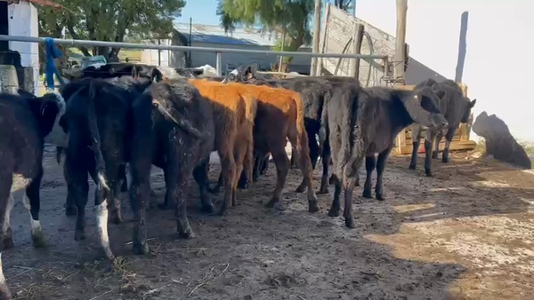 Lote 12 Terneros y Terneras Angus 170kg - , Canelones