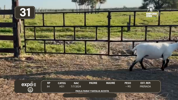 Lote LOTE 31 - CAMPO