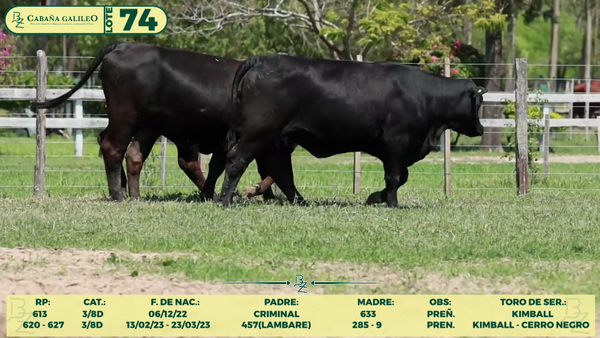 Lote LOTE 74