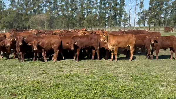 Lote 59 Terneros en Corrientes, Perugorría