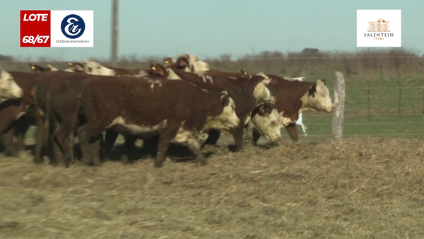 Lote Vaquillas Braford Generales para Servicio (Aptas Reproductivas por Tacto Rectal)