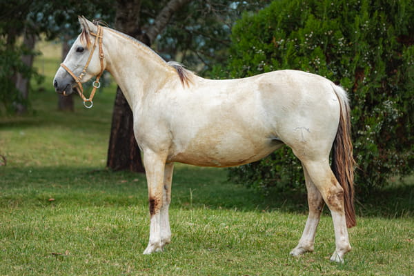 Lote Tobogan Madrina