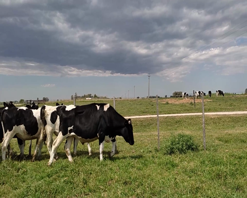 Lote 9 Novillos HO 347kg - , Colonia