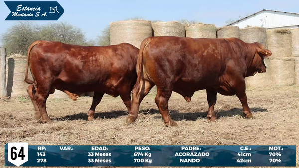 Lote LOTE 64