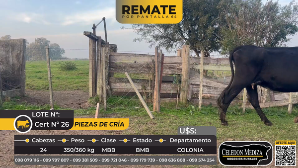 Lote 24 Piezas de cría en Tarariras, Colonia
