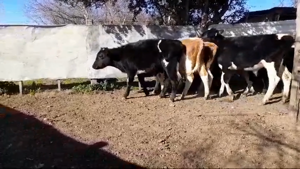 Lote (Vendido)11 Terneros Holando 5 NOR/ HO - 6 HOLANDO 160kg -  en CUFRE