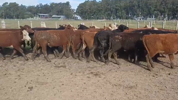 Lote NOVILLOS DE 1 A 2 AÑOS