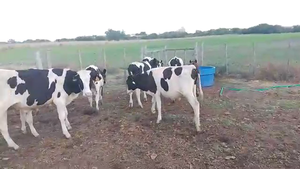 Lote 14 Terneros 3 CR Ho Ye - 11 Hol en Mundo Azul