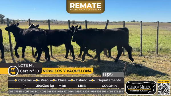 Lote 14 Novillos a 13 km de Agraciada, y a 7 km del km 294500 de ruta 21, Paraje Buena vista, Soriano
