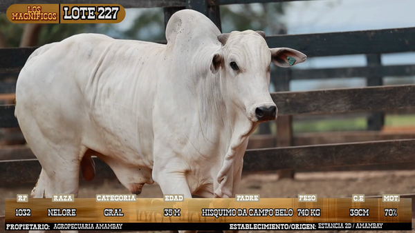 Lote LOTE 227 - VIVO