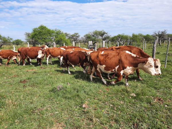Lote SAENZ VALIENTE, BULLRICH Y Cia. S.A.