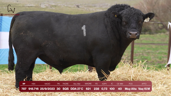 Lote Lote 1 Toros - RP 787